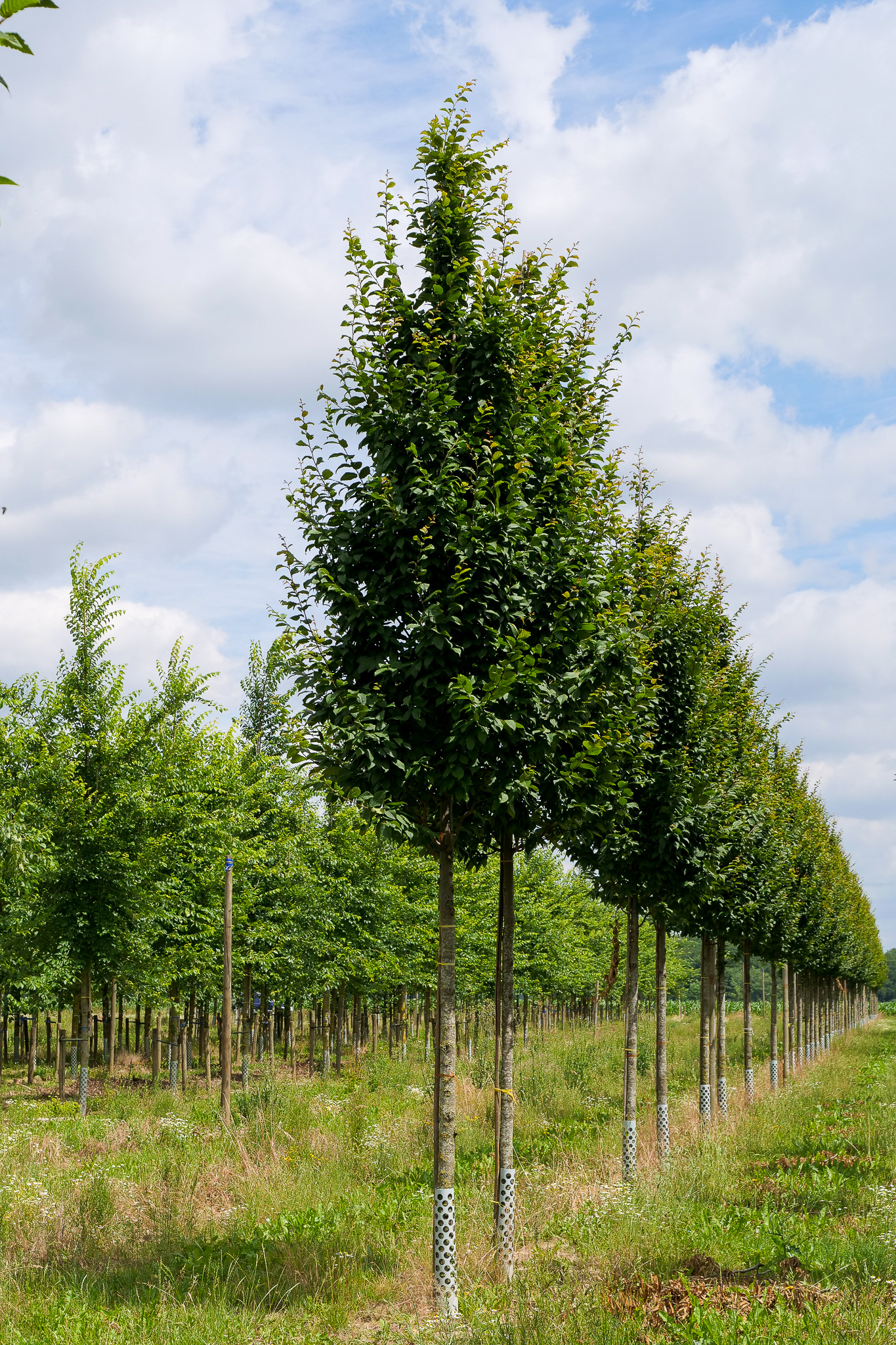 Carpinus betulus 'Lucas' | Carpinus betulus 'Lucas' - Van den Berk